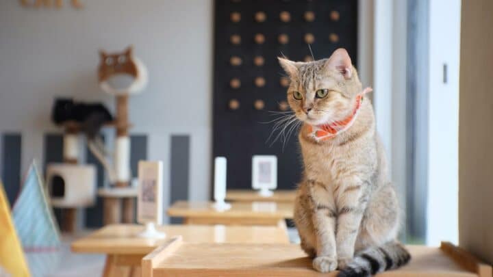 Uncovering the Whisker-licious Kitten Cafe in London