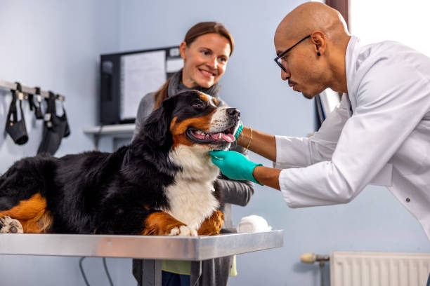 Pet Supply Innovations Game-Changing Dog and Cat Essentials You Must Try